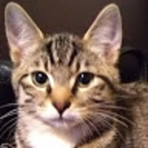 Meet your Posher, Alison